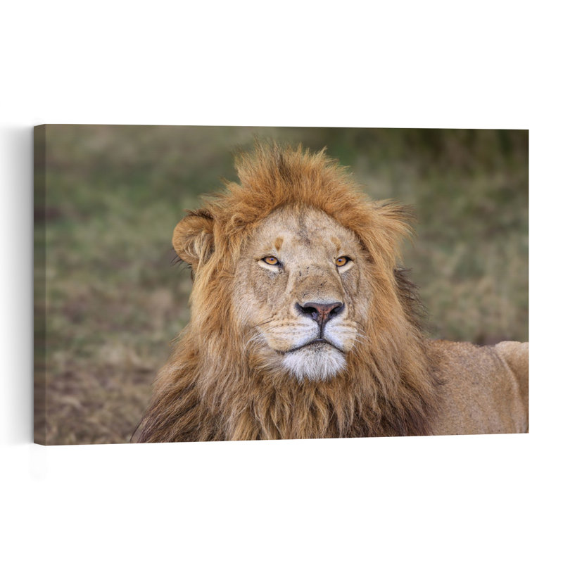 Majestic Lion Gaze Contemporary Wall Art Print, 101.6cm H x 152.4cm W