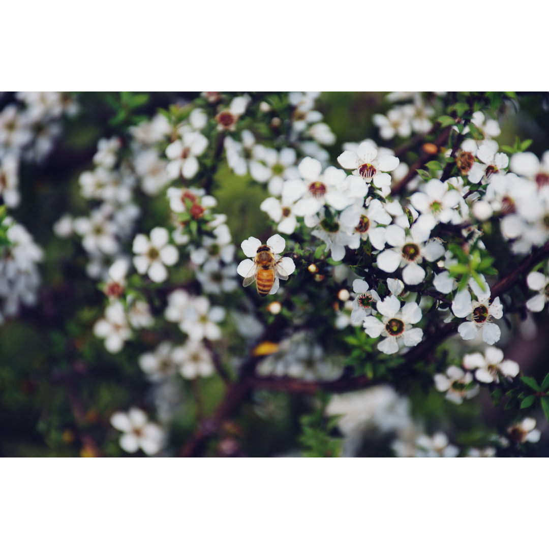 Honigbiene auf Manuka (Leptospermum Scoparium) von LazingBee - Druck ohne Rahmen auf Leinwand