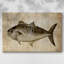 Big Catch II - Cavas enveloppés de galerie-208373797