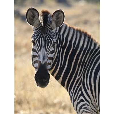 Majestic Zebra' Photographic Print