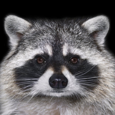 " Portrait Of Raccoon " by Olga_Gl