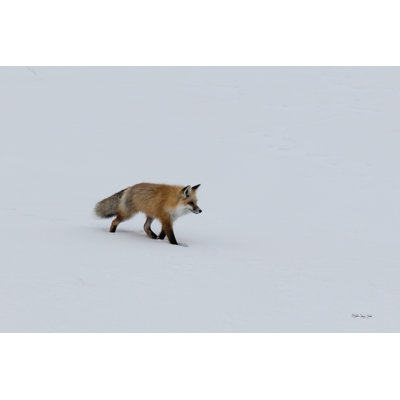 Red Fox 1 sur toile par Stellar Design Studio