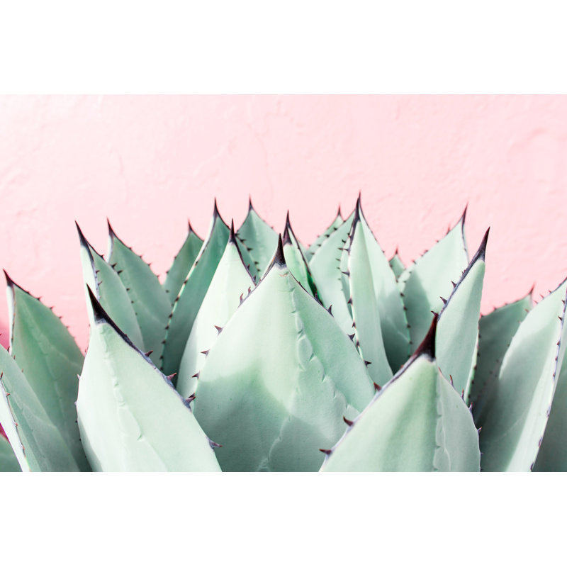 Abdirazaq Sweet Succulents - impression sur papier, H 24 po x l 36 po x p 1,5 po, Toile tendue