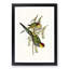Red-Capped Parakeets by Elizabeth Gould - Picture Frame Painting Print-55598492-55598497