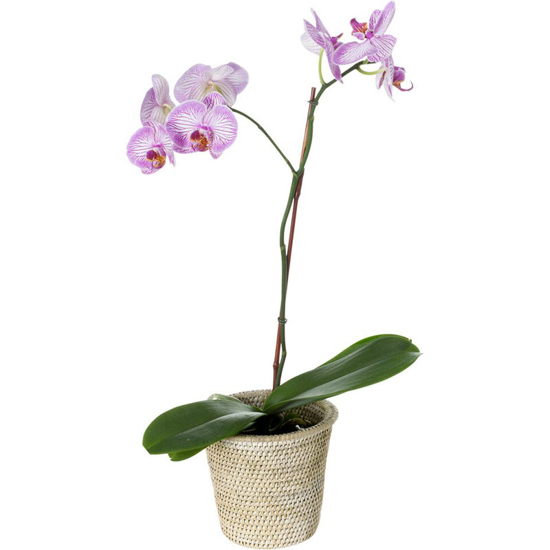 Pot à fleurs en rotin Everard, Petit, Blanc délavé