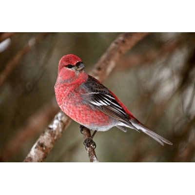 Red Crossbill - Wrapped Canvas Print