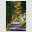Autumn Fall " Green Forest Path Nature Forest Trees Pictures "-99141661-99141660
