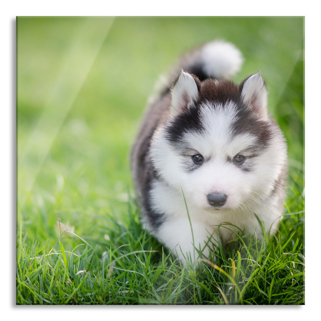 Glasbild Liebenswerter Husky-Welpe