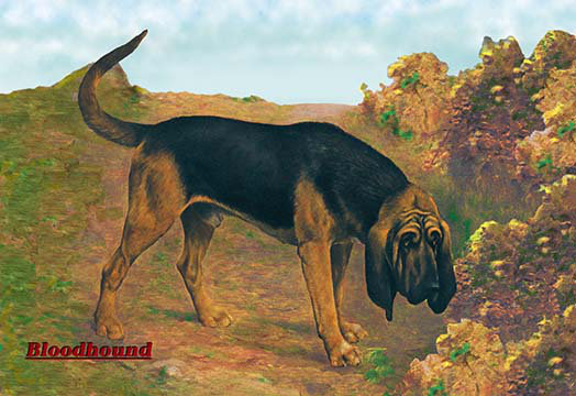 Bloodhound champion, reproduction d’art, H 44 po x l 66 po x P 1,5 po