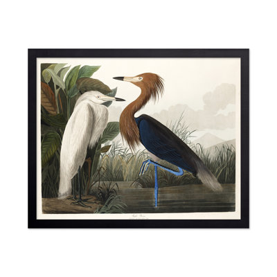 John James Audubon - Héron mauve