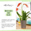 Deltini Pot Planter-26992080