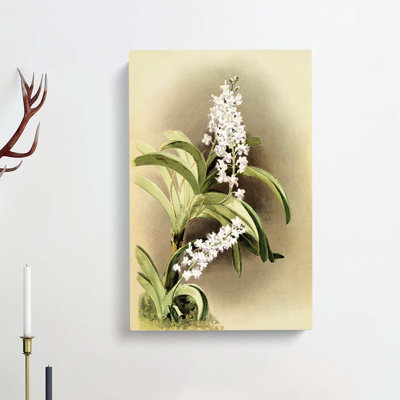 Magnolia Flowers Illustration Tab.30 by Frederick Sander - Wrapped Canvas