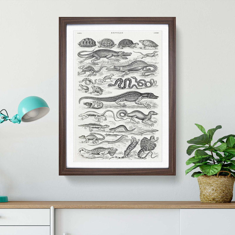 Study of Reptiles by Oliver Goldsmith - Picture Frame Drawing Print, Walnut Framed, 36cm H x 27cm W x 2cm D