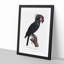Palm Cockatoo by F. Levaillant - Picture Frame Painting Print-55578362-55578367