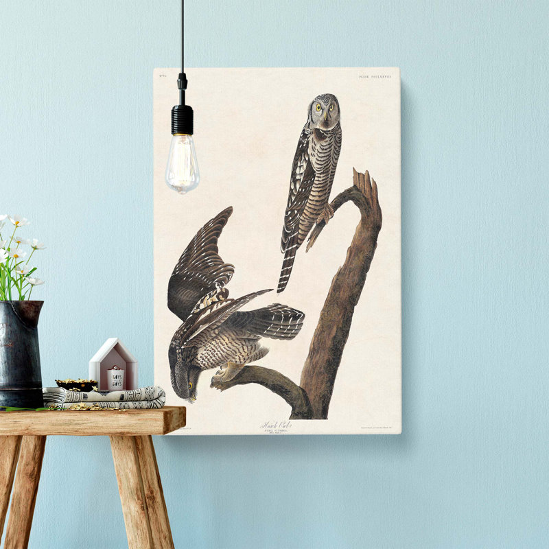 Hawk Owls by John Audubon - Wrapped Canvas, 60cm H x 40cm W x 3cm D