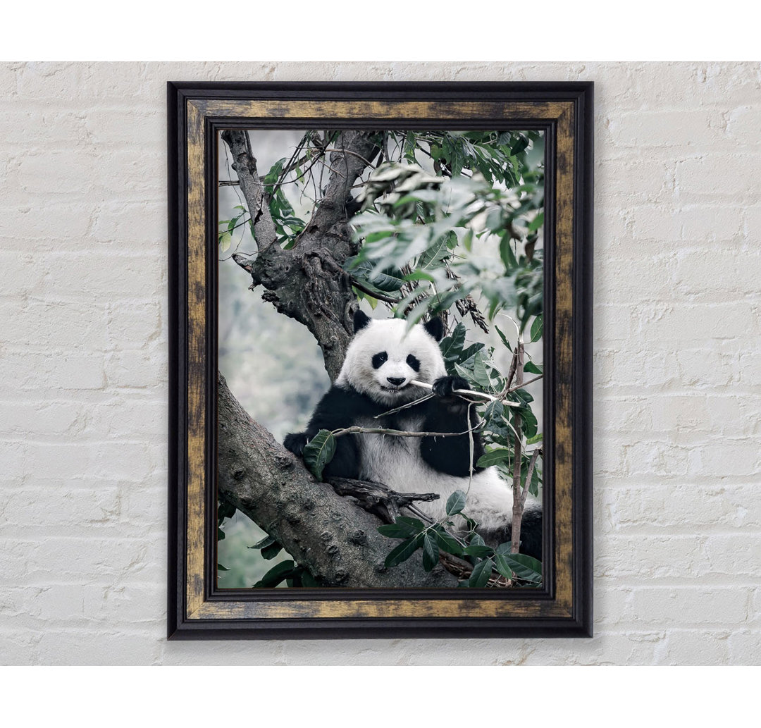 Panda Tree Lover Gerahmter Druck