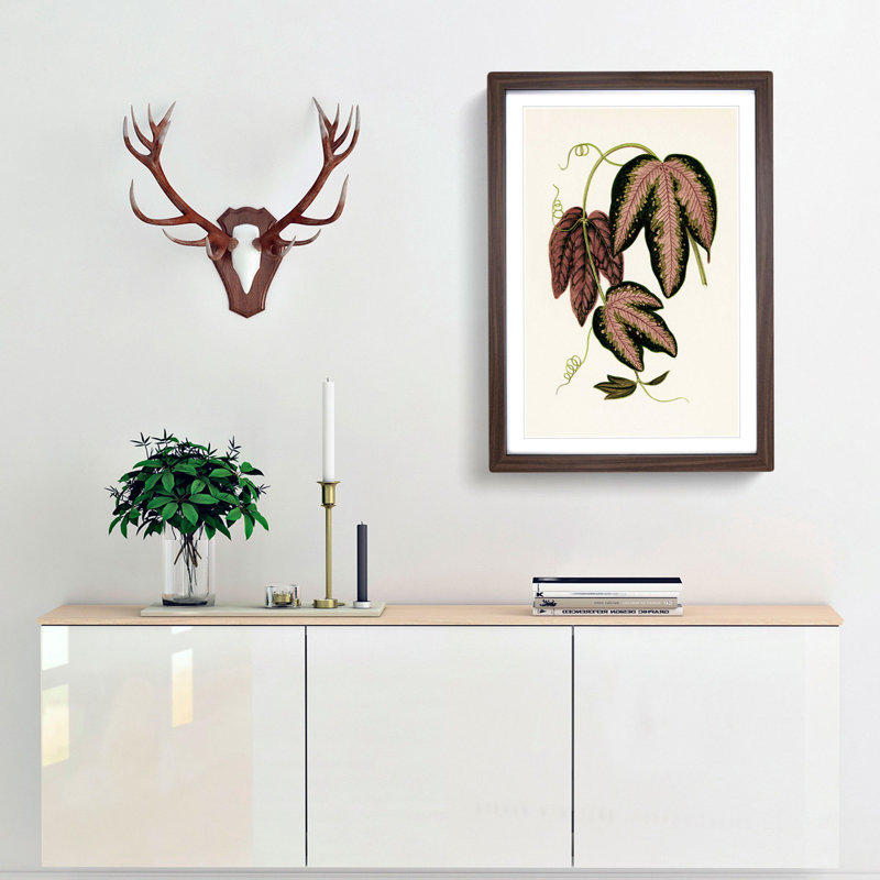 Tri-Coloured Passion Vine by Benjamin Fawcett - Picture Frame Painting Print, Walnut, 50cm H x 35cm W x 2cm D