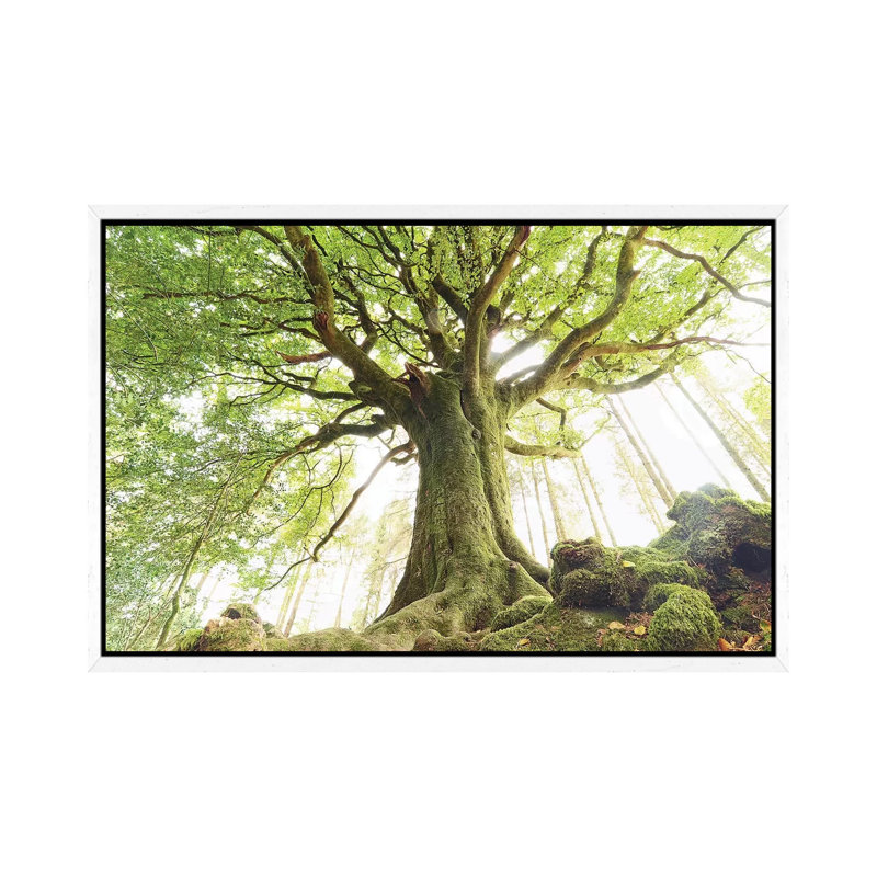 Huge Ponthus Beech in Broceliande Forest 1 Piece Wall Art on Canvas, 45.72cm H x 66.04cm W x 3.81cm D, White Floater Framed