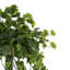 Jenner Faux Ivy Plant in Glass Vase