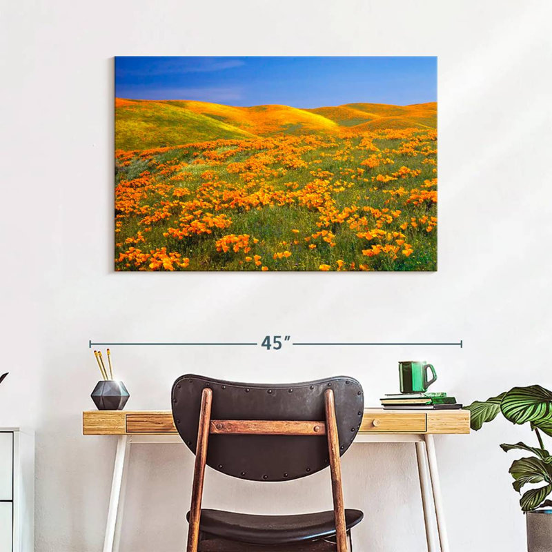 California Golden Poppies, H 26 po x l 39 po