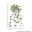 Pothos 42 po