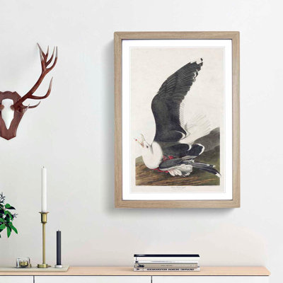Black-Backed Gull by John James Audubon - Picture Frame Art Print