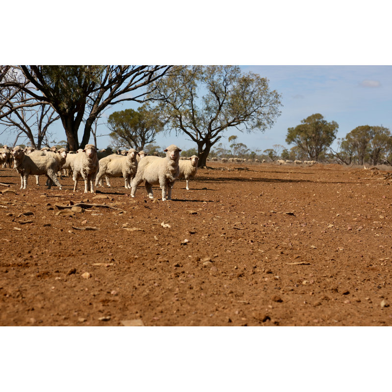 Mouton par Jamesbowyer, H 24 po x l 36 po