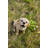 Howling Yellow Labrador puppy