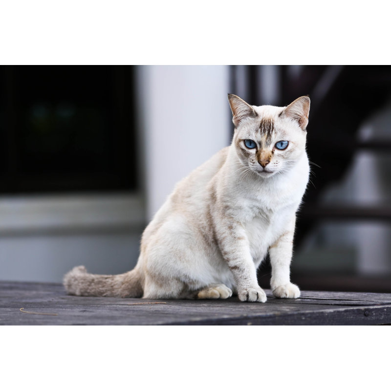 Thai Cat by Goodgold99 - Wrapped Canvas Print, 30cm H x 46cm W x 3.8cm D
