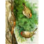 «Goldenlet Crowned Kinglet, Ruby-Crowned Kinglet, Brown Creeper» par Louis Agassiz Fuertes - Art mural sur toile tendue avec châssis-334877328