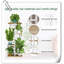 Support pour plante Pacorro-1847509553