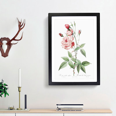 Pink Blush China Rose by Pierre-Joseph Redoute - Picture Frame Painting Print