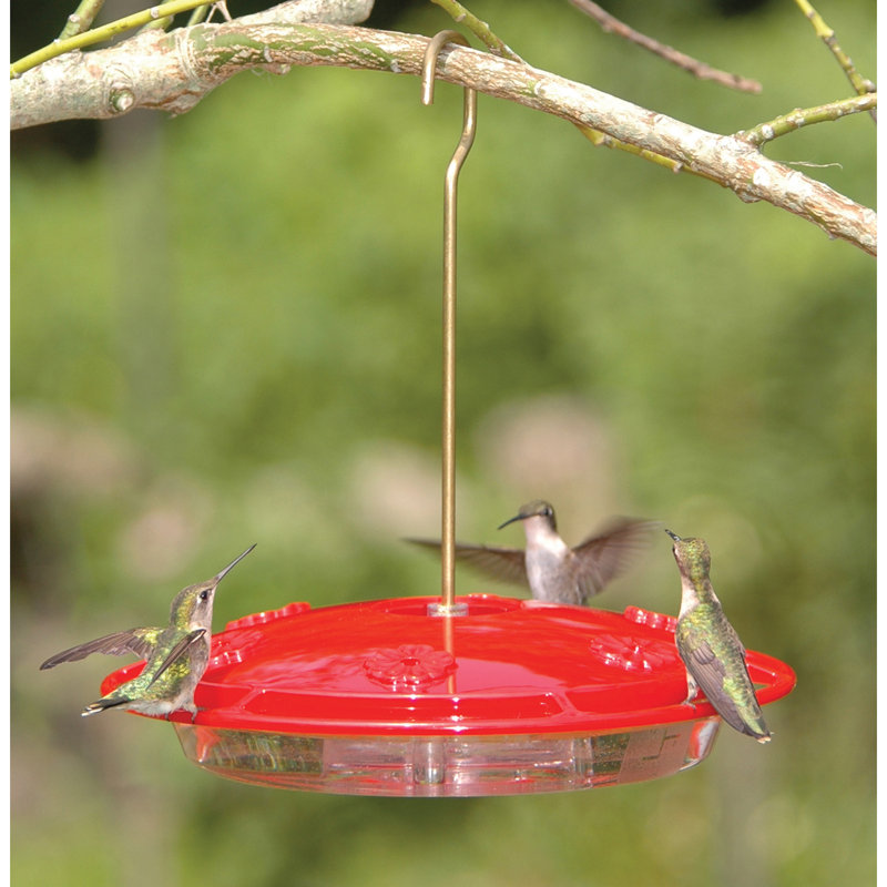 Mangeoire à colibri Kitts Hummzinger