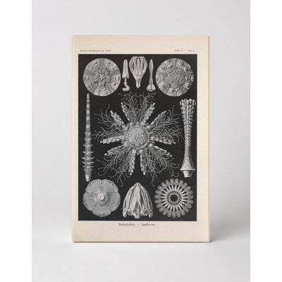 Chesney - Tafel 60: Echinidea (1904) - Portrait, art mural sur toile