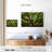 Harnek Oak Tree In South Carolina-107686845