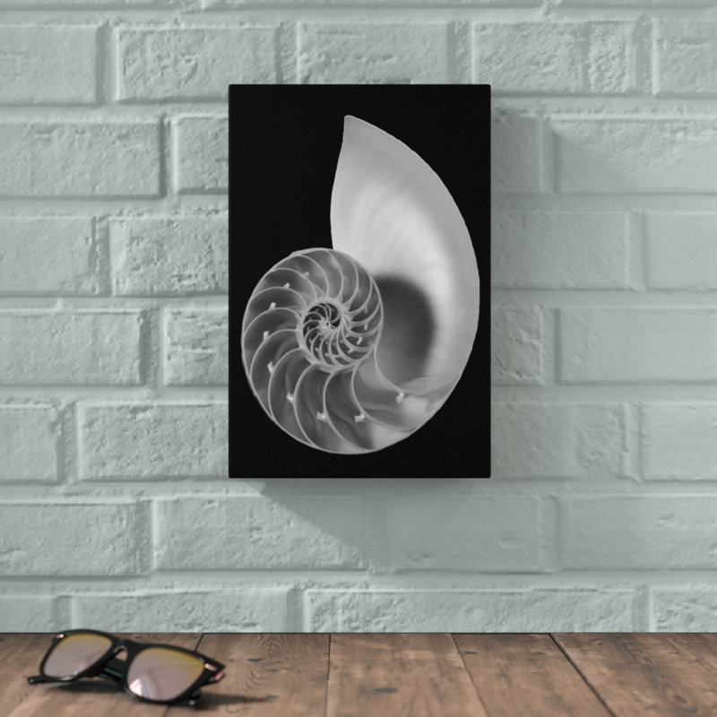 Shell II by Jim Christensen - Wrapped Canvas Graphic Art Print, 30cm H x 20cm W, Wrapped Canvas