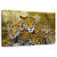 Famille Brampt Jaguar-107680214
