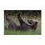 Art sur toile, «bolur jure kravanja claws are»-105649941