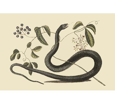 « black serpent » par catesby catesby, impression