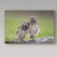 « friends owls », reproduction de photo sur toile tendue-30319903