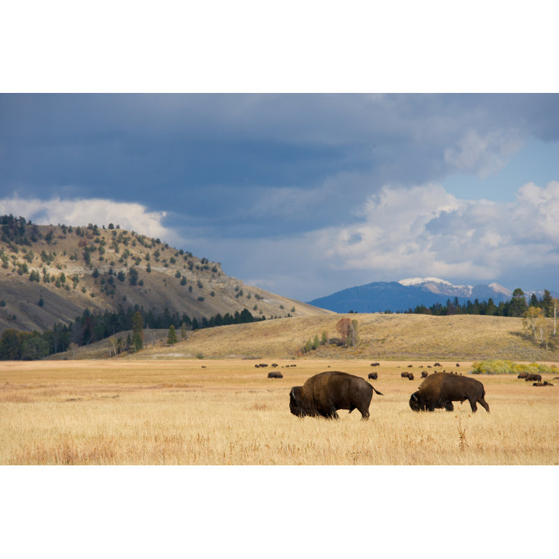 American Bison Herd par Kencanning, H 8 po x l 12 po