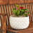 12" Low Pineapple Planter, 2-pack