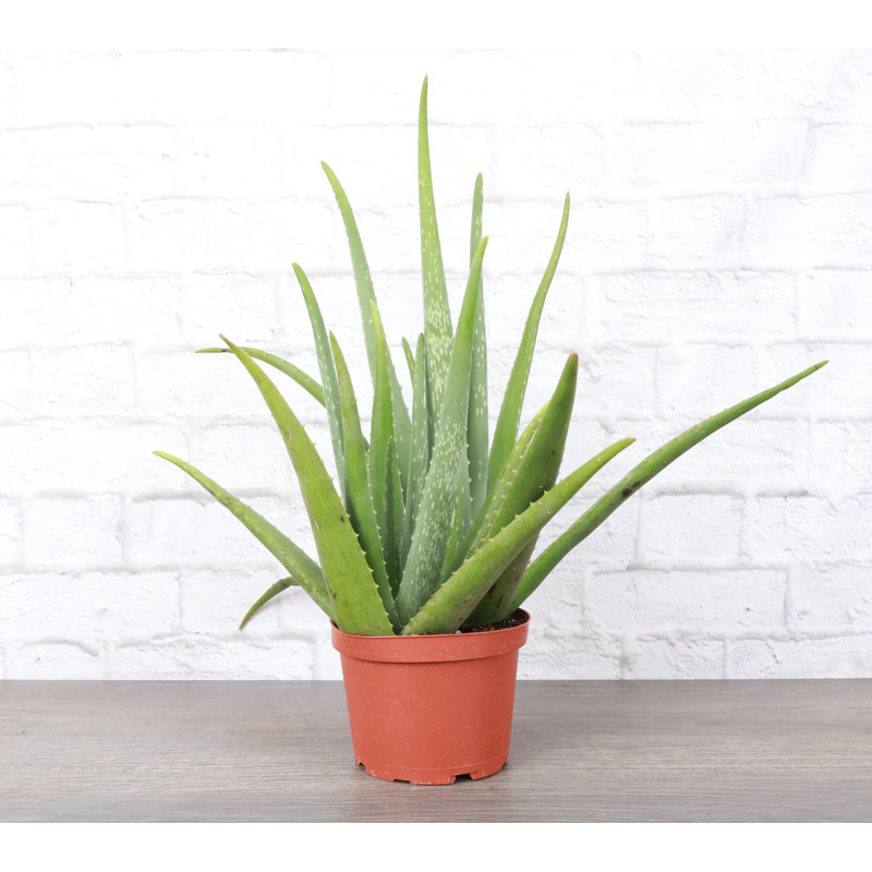 Live Aloe Vera Plant, 6" Diameter