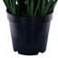 Citronnelle verte en pot 36 po-1398121244