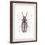 Artsy Insect - Cadre photo, reproduction d'art sur papier-26129159
