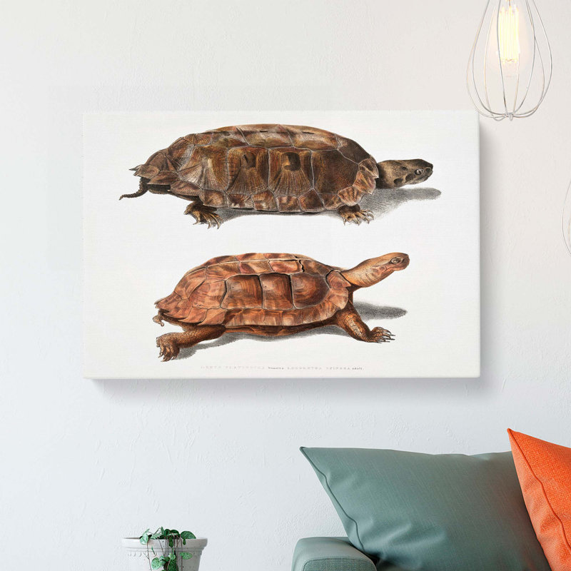 Two Terrapins by John Edward Gray - Wrapped Canvas, 40cm H x 60cm W x 3cm D