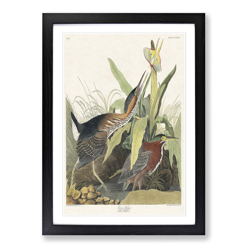 Green Heron by John Audubon - Picture Frame Painting Print on MDF, Black Framed, 36cm H x 27cm W x 2cm D