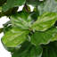 Faux Tree in Pot-27787967