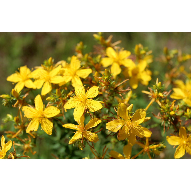 Jaune, belles fleurs de millepertuis, H 8 po x l 12 po x P 1,25 po