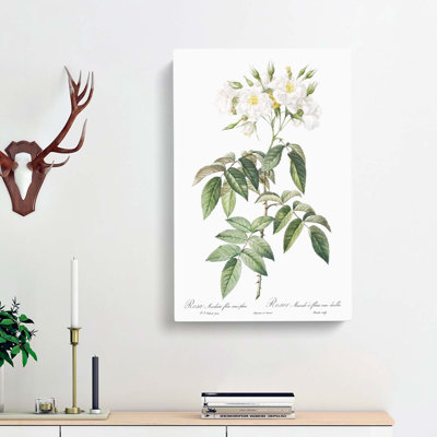 Musk Rose in White by Pierre-Joseph Redoute - Wrapped Canvas